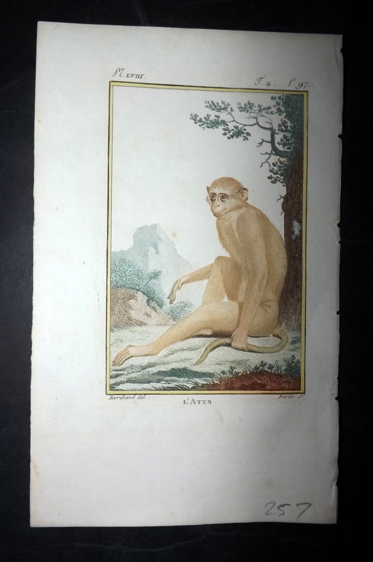 Latreille, Pierre-Andre 1800 Hand Col Monkey Print. L'Atys: Hand Colored Copper Plate Published 1800, Paris for "Histoire Naturelle des Singes" by Pierre-Andre Latreille and the Comte de Buffon. Paper Size: 8 x 4.75 inch (20 x 12cm) Good Condition