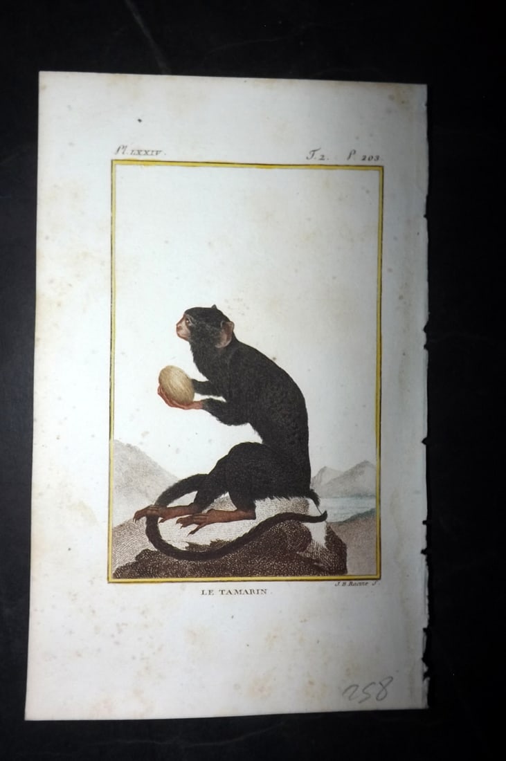 Latreille, Pierre-Andre 1800 Hand Col Monkey Print. Le Tamarin: Hand Colored Copper Plate Published 1800, Paris for "Histoire Naturelle des Singes" by Pierre-Andre Latreille and the Comte de Buffon. Paper Size: 8 x 4.75 inch (20 x 12cm) Minor toning, otherwise Goo