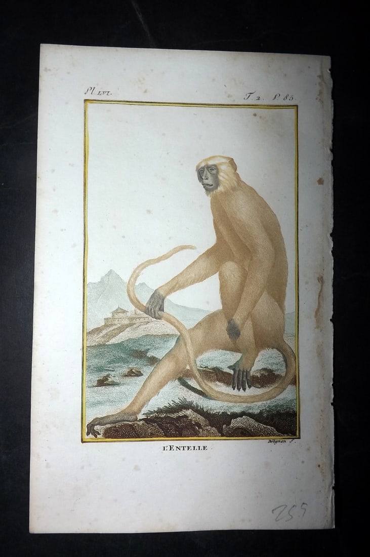 Latreille, Pierre-Andre 1800 Hand Col Monkey Print. L'Entelle (1 of 1)