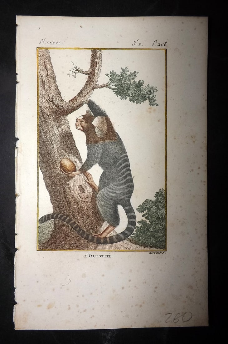 Latreille, Pierre-Andre 1800 Hand Col Monkey Print. L'Ouistite: Hand Colored Copper Plate Published 1800, Paris for "Histoire Naturelle des Singes" by Pierre-Andre Latreille and the Comte de Buffon. Paper Size: 8 x 4.75 inch (20 x 12cm) Minor toning, otherwise Goo