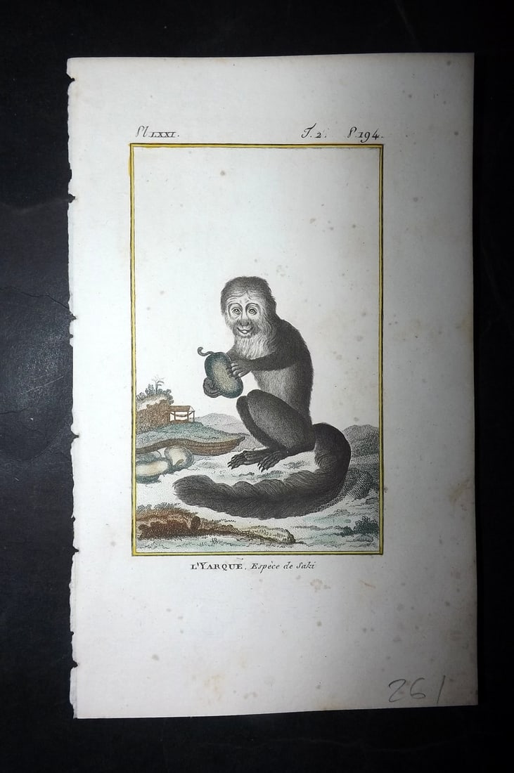 Latreille, Pierre-Andre 1800 Hand Col Monkey Print. L'Yarque: Hand Colored Copper Plate Published 1800, Paris for "Histoire Naturelle des Singes" by Pierre-Andre Latreille and the Comte de Buffon. Paper Size: 8 x 4.75 inch (20 x 12cm) Very minor toning. Good Con