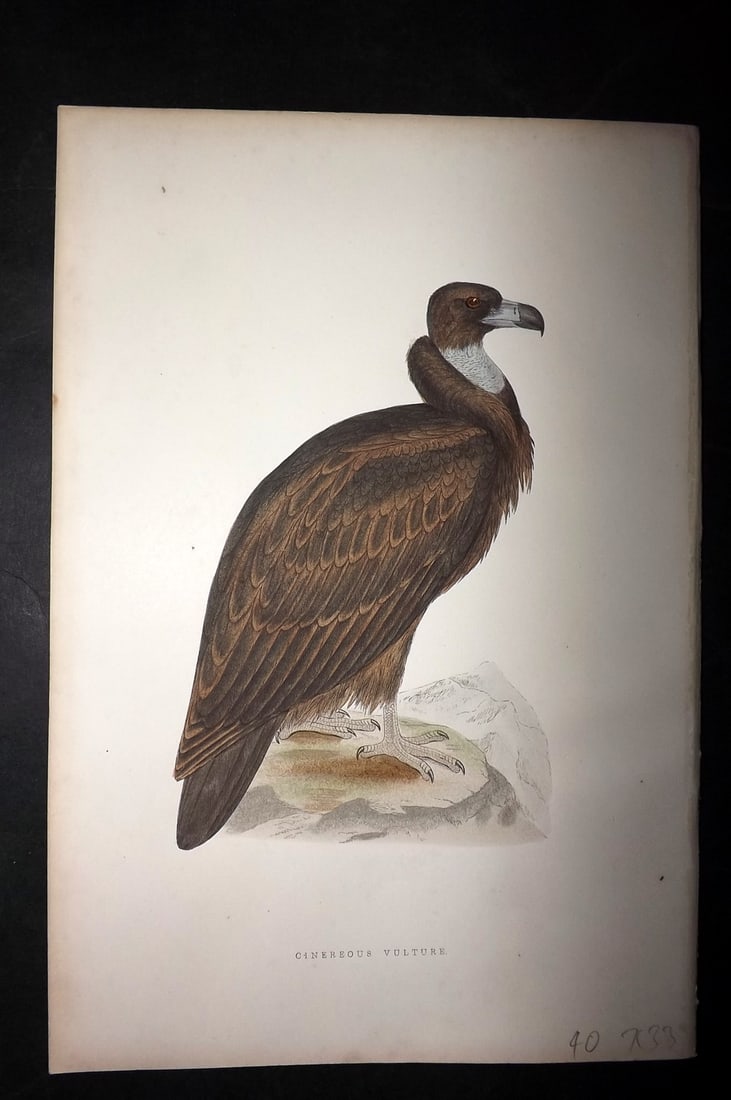 Bree, Charles 1876 Hand Col Bird of Prey Print. Cinereous Vulture: Woodblock Published 1875-76, London for "A History of the Birds of Europe, Not Observed in the British Isles" by Charles Robert Bree. Printed in colours and finished by hand. Paper Size: 10 x 6.5 inch