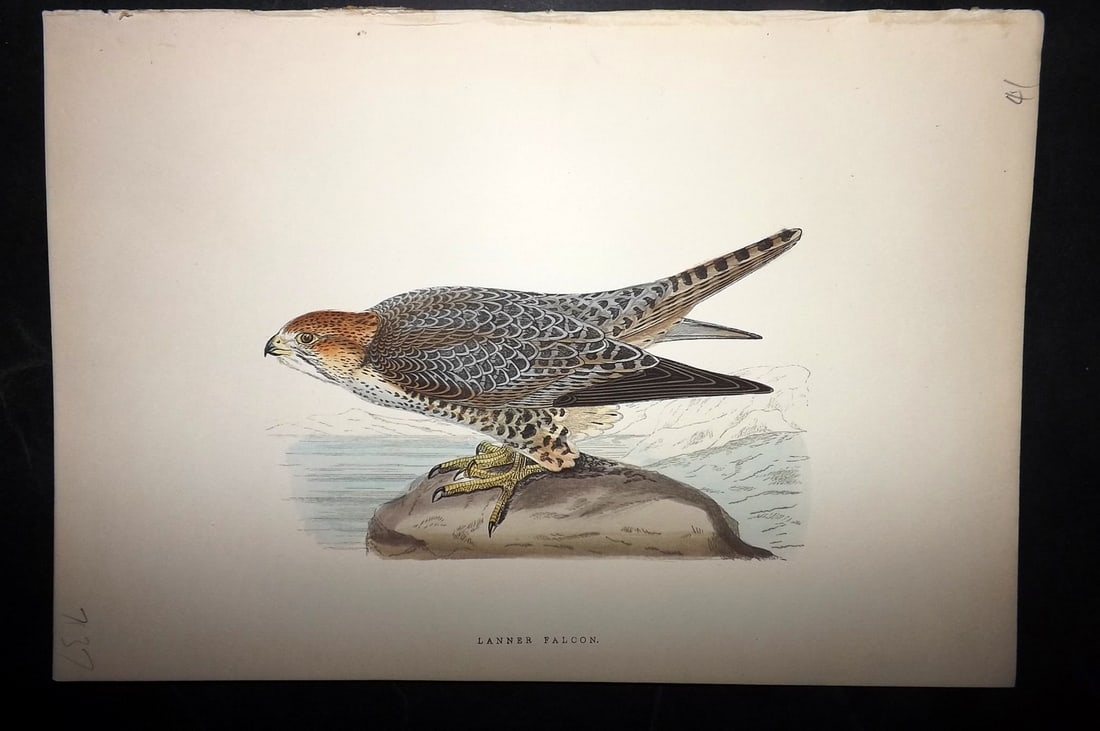 Bree, Charles 1876 Hand Col Bird of Prey Print. Lanner Falcon: Woodblock Published 1875-76, London for "A History of the Birds of Europe, Not Observed in the British Isles" by Charles Robert Bree. Printed in colours and finished by hand. Paper Size: 10 x 6.5 inch