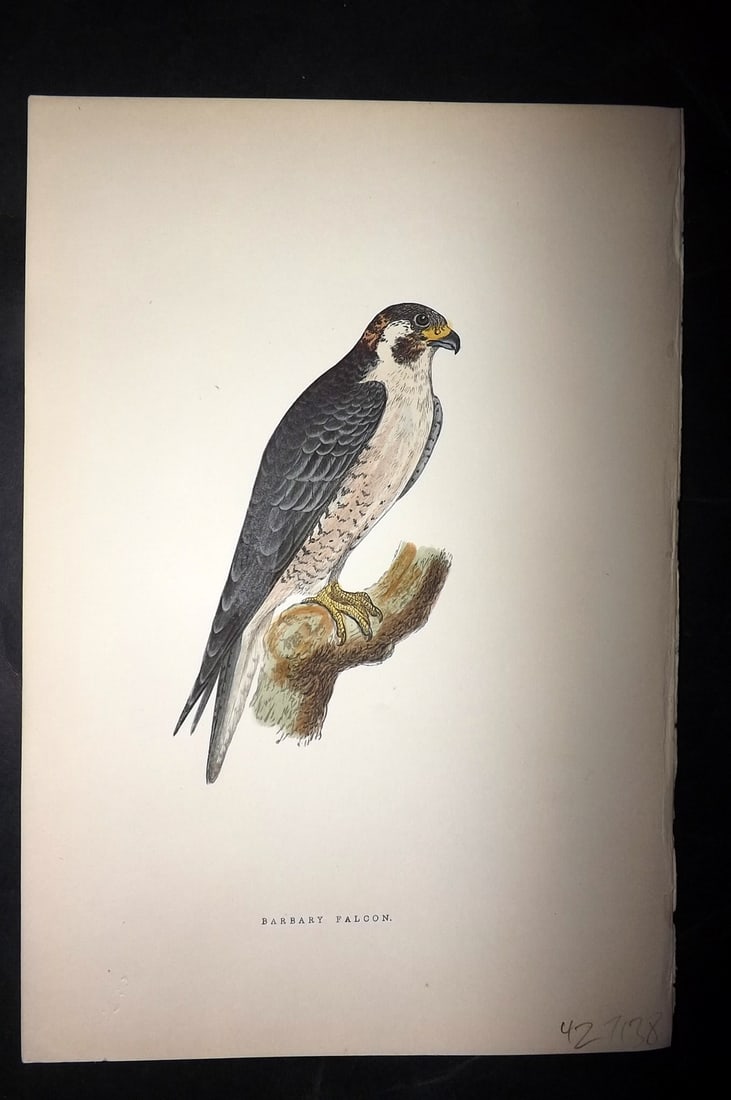 Bree, Charles 1876 Hand Col Bird of Prey Print. Barbary Falcon: Woodblock Published 1875-76, London for "A History of the Birds of Europe, Not Observed in the British Isles" by Charles Robert Bree. Printed in colours and finished by hand. Paper Size: 10 x 6.5 inch