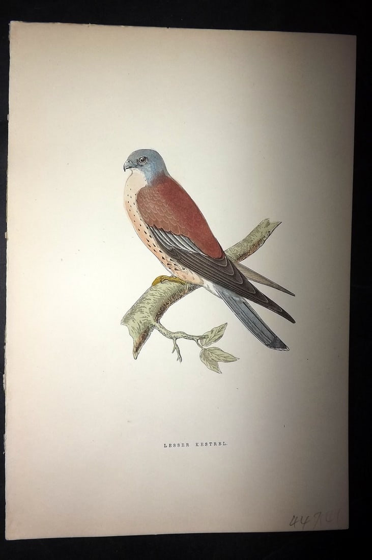 Bree, Charles 1876 Hand Col Bird of Prey Print. Lesser Kestrel: Woodblock Published 1875-76, London for "A History of the Birds of Europe, Not Observed in the British Isles" by Charles Robert Bree. Printed in colours and finished by hand. Paper Size: 10 x 6.5 inch