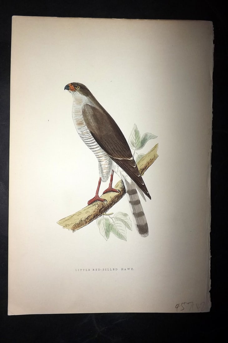 Bree, Charles 1876 Hand Col Bird of Prey Print. Little Red Billed Hawk (1 of 1)