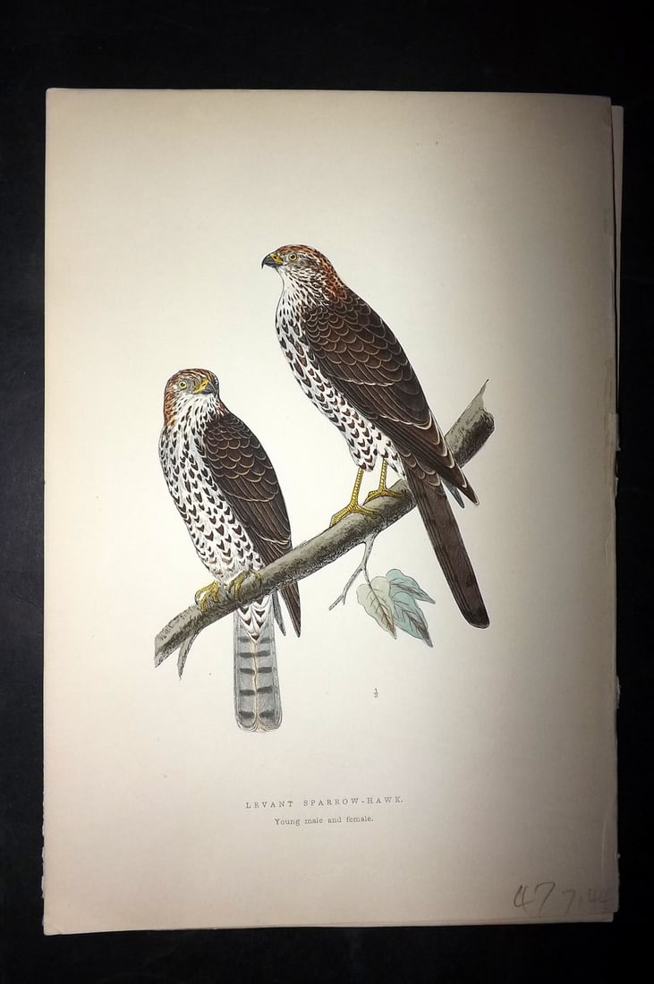 Bree, Charles 1876 Hand Col Bird of Prey Print. Levant Sparrow Hawk - Young: Woodblock Published 1875-76, London for "A History of the Birds of Europe, Not Observed in the British Isles" by Charles Robert Bree. Printed in colours and finished by hand. Paper Size: 10 x 6.5 inch