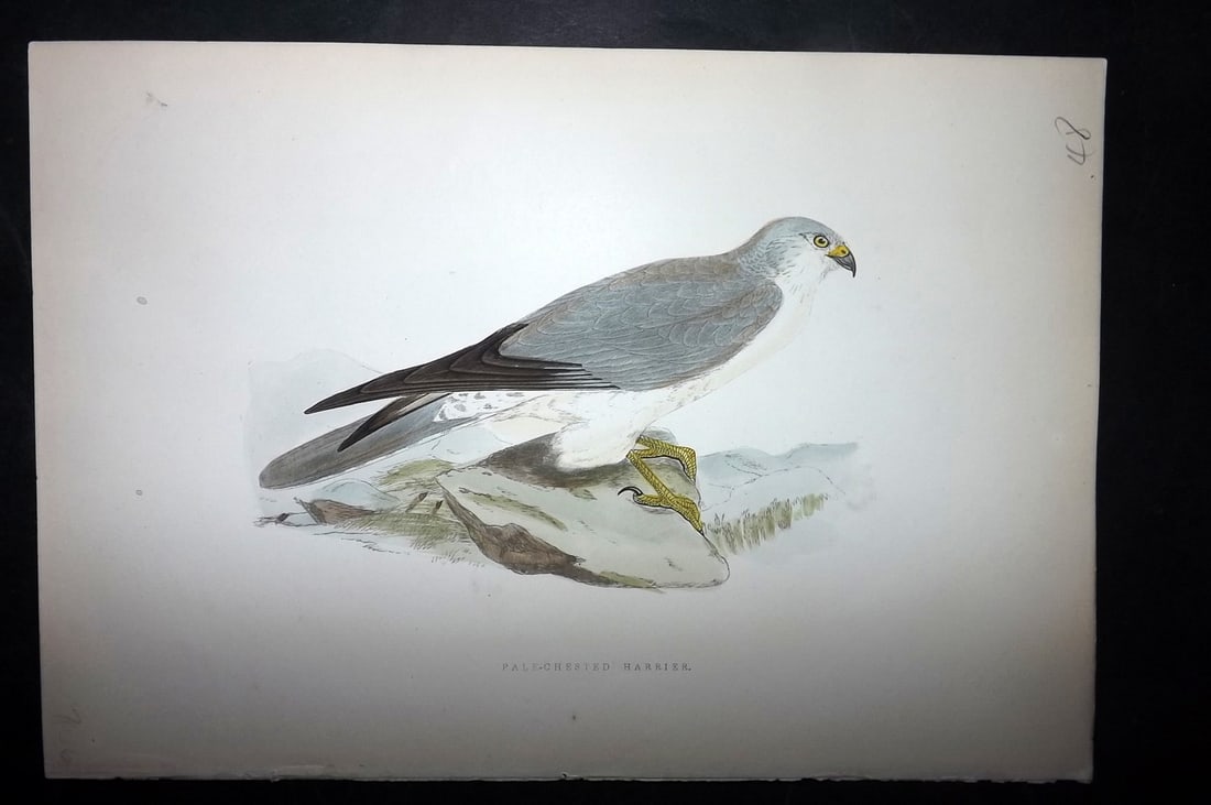 Bree, Charles 1876 Hand Col Bird of Prey Print. Pale Chester Harrier: Woodblock Published 1875-76, London for "A History of the Birds of Europe, Not Observed in the British Isles" by Charles Robert Bree. Printed in colours and finished by hand. Paper Size: 10 x 6.5 inch