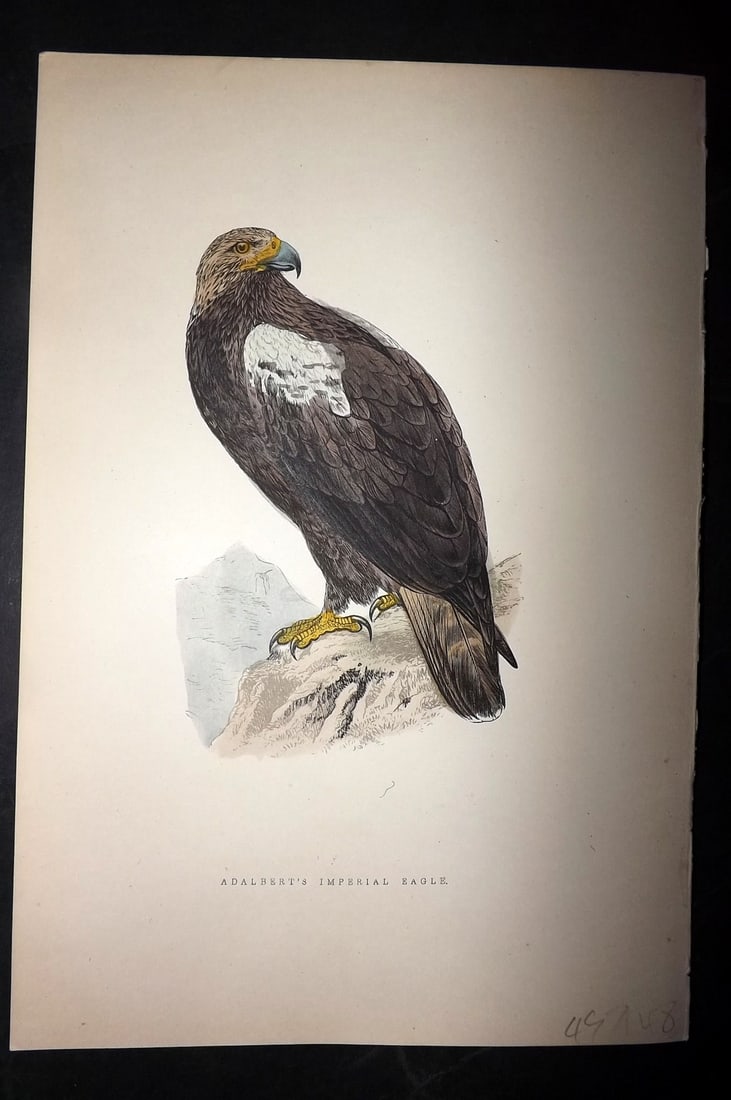 Bree, Charles 1876 Hand Col Bird of Prey Print. Adalbert's Imperial Eagle (1 of 1)