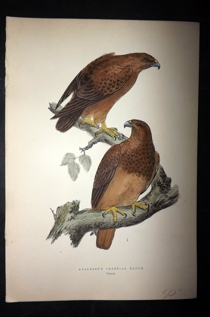 Bree, Charles 1876 Hand Col Bird of Prey Print. Adalbert's Imperial Eagle - Young (1 of 1)