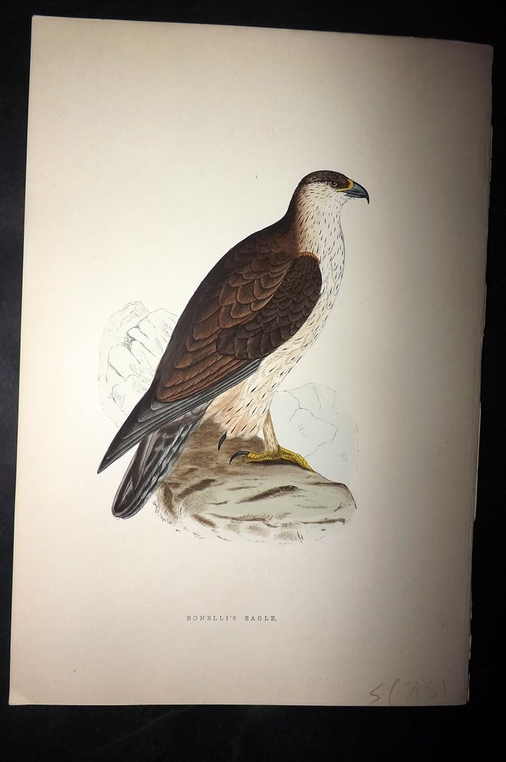 Bree, Charles 1876 Hand Col Bird of Prey Print. Bonelli's Eagle: Woodblock Published 1875-76, London for "A History of the Birds of Europe, Not Observed in the British Isles" by Charles Robert Bree. Printed in colours and finished by hand. Paper Size: 10 x 6.5 inch