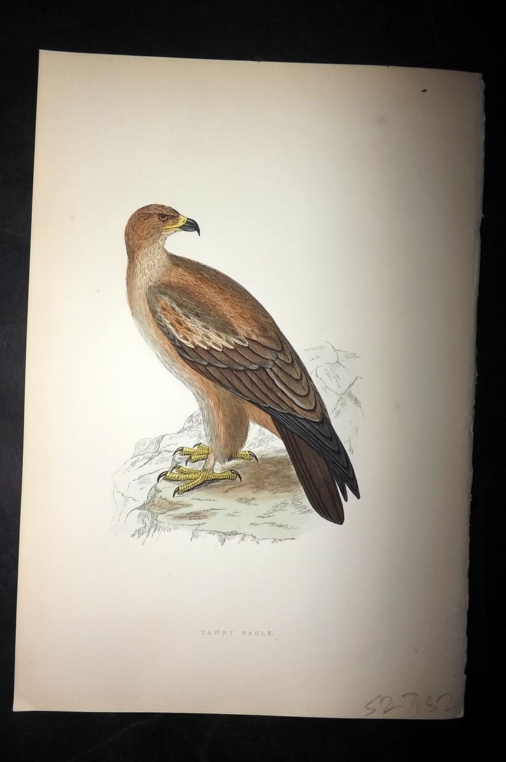 Bree, Charles 1876 Hand Col Bird of Prey Print. Tawny Eagle: Woodblock Published 1875-76, London for "A History of the Birds of Europe, Not Observed in the British Isles" by Charles Robert Bree. Printed in colours and finished by hand. Paper Size: 10 x 6.5 inch