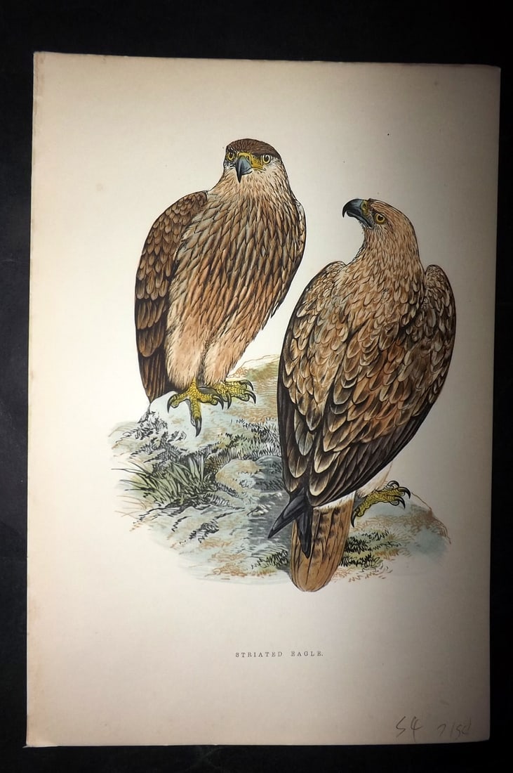 Bree, Charles 1876 Hand Col Bird of Prey Print. Striated Eagle: Woodblock Published 1875-76, London for "A History of the Birds of Europe, Not Observed in the British Isles" by Charles Robert Bree. Printed in colours and finished by hand. Paper Size: 10 x 6.5 inch
