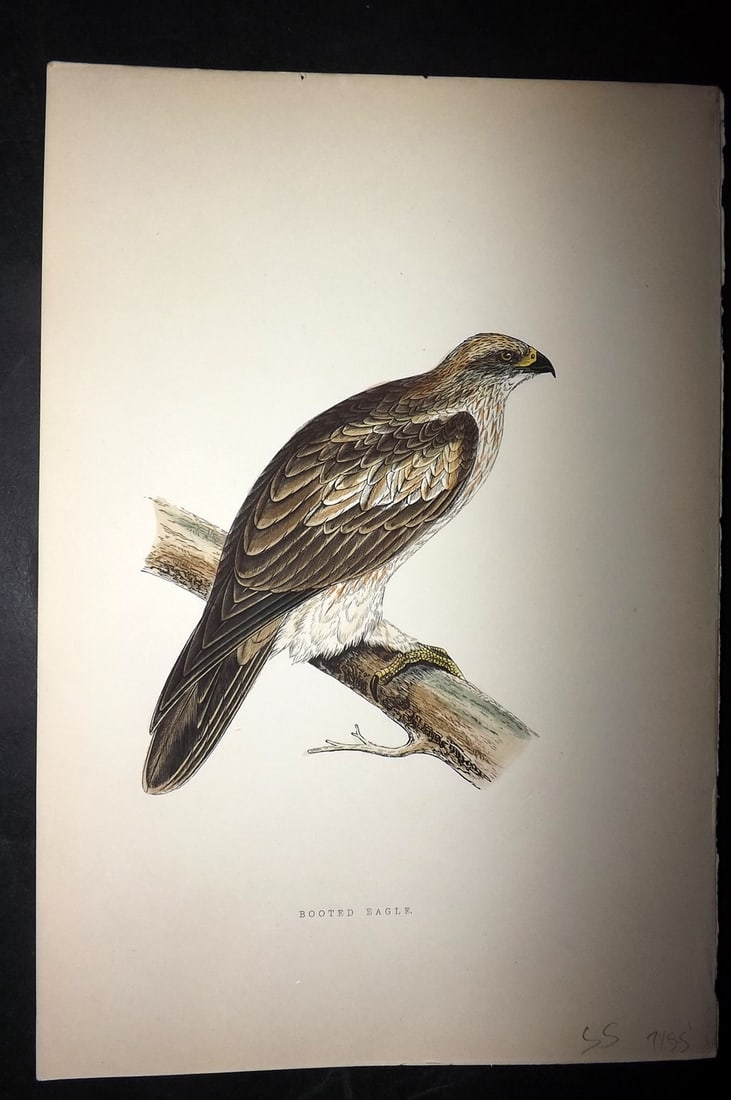 Bree, Charles 1876 Hand Col Bird of Prey Print. Booted Eagle: Woodblock Published 1875-76, London for "A History of the Birds of Europe, Not Observed in the British Isles" by Charles Robert Bree. Printed in colours and finished by hand. Paper Size: 10 x 6.5 inch