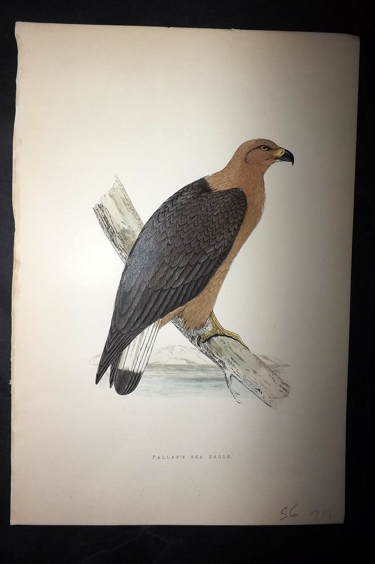 Bree, Charles 1876 Hand Col Bird of Prey Print. Pallas's Sea Eagle: Woodblock Published 1875-76, London for "A History of the Birds of Europe, Not Observed in the British Isles" by Charles Robert Bree. Printed in colours and finished by hand. Paper Size: 10 x 6.5 inch