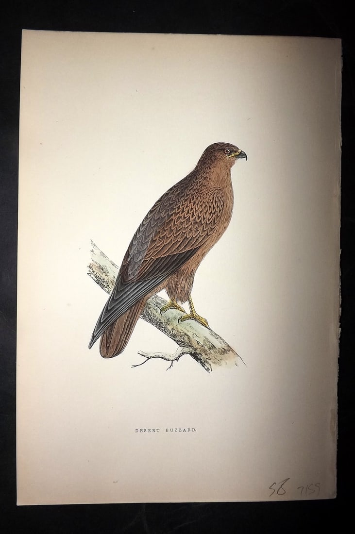 Bree, Charles 1876 Hand Col Bird of Prey Print. Dessert Buzzard: Woodblock Published 1875-76, London for "A History of the Birds of Europe, Not Observed in the British Isles" by Charles Robert Bree. Printed in colours and finished by hand. Paper Size: 10 x 6.5 inch