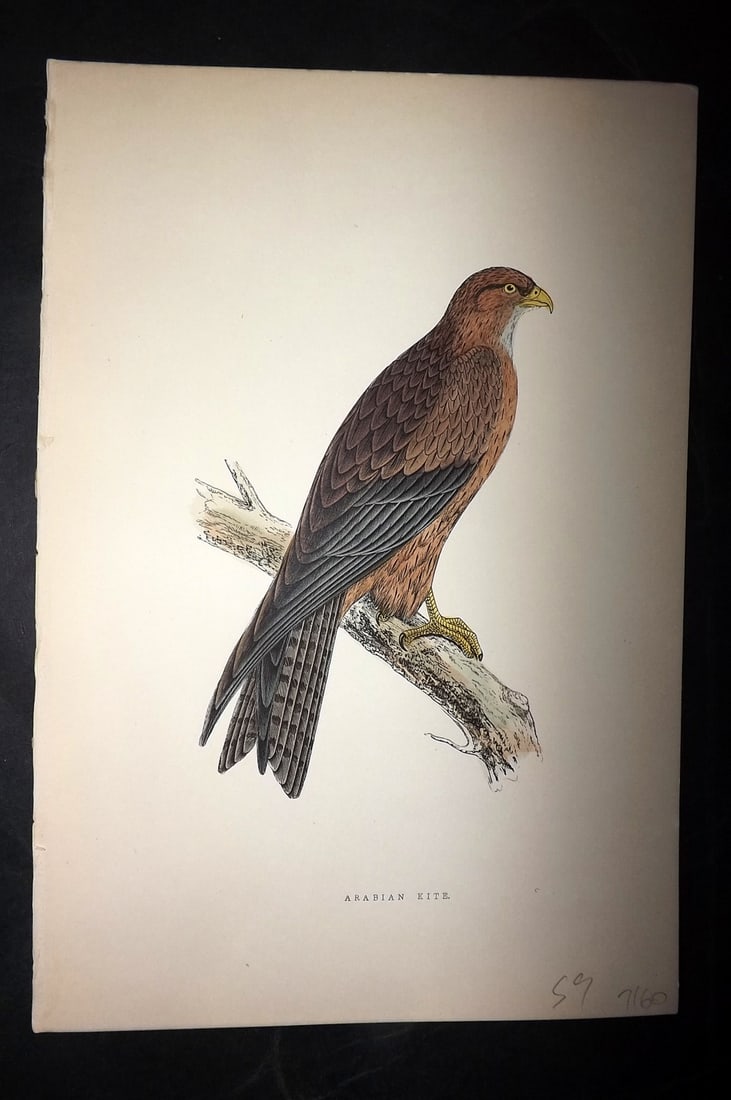 Bree, Charles 1876 Hand Col Bird of Prey Print. Arabian Kite: Woodblock Published 1875-76, London for "A History of the Birds of Europe, Not Observed in the British Isles" by Charles Robert Bree. Printed in colours and finished by hand. Paper Size: 10 x 6.5 inch