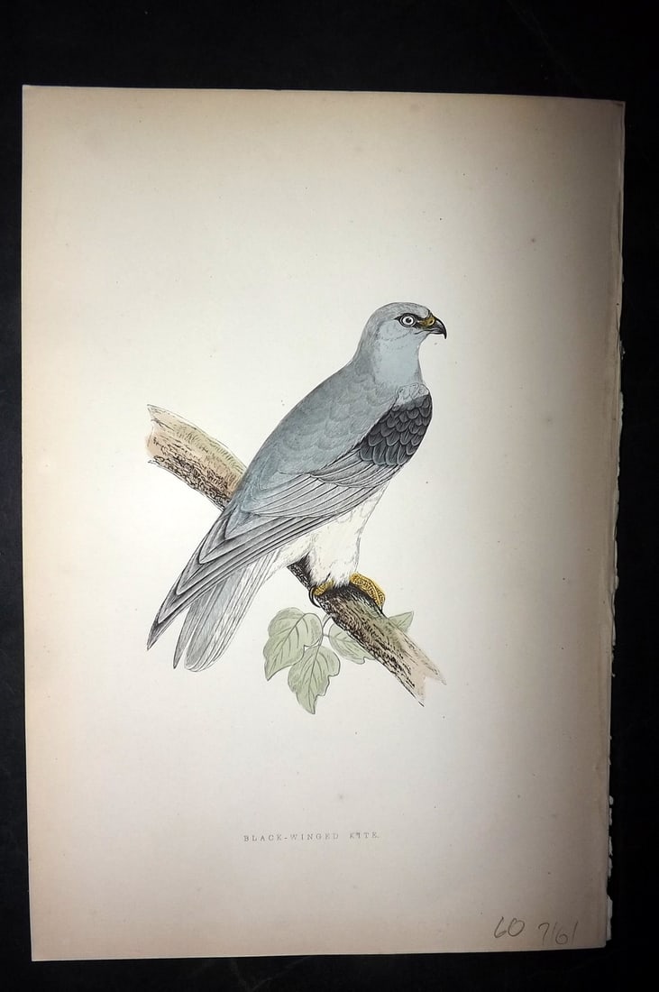 Bree, Charles 1876 Hand Col Bird of Prey Print. Black Winged Kite: Woodblock Published 1875-76, London for "A History of the Birds of Europe, Not Observed in the British Isles" by Charles Robert Bree. Printed in colours and finished by hand. Paper Size: 10 x 6.5 inch