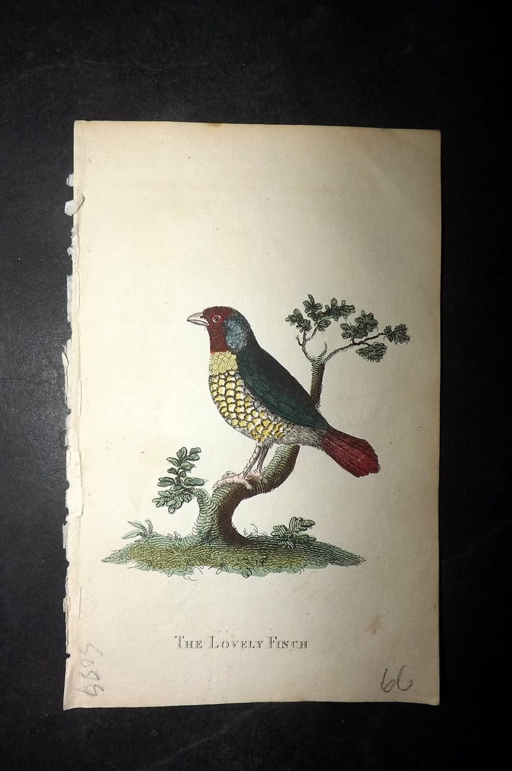Holloway, William 1804 Hand Col Bird Print. Lovely Finch: Hand Colored Copper Plate Published 1803-04, London for "The British Museum; Or Elegant Repository of Natural History" by William Holloway and John Branch. Paper Size: 5 x 3.5 inch (13 x 9cm) Good Con