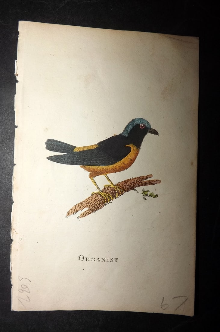 Holloway, William 1804 Hand Col Bird Print. Organist: Hand Colored Copper Plate Published 1803-04, London for "The British Museum; Or Elegant Repository of Natural History" by William Holloway and John Branch. Paper Size: 5 x 3.5 inch (13 x 9cm) Good Con