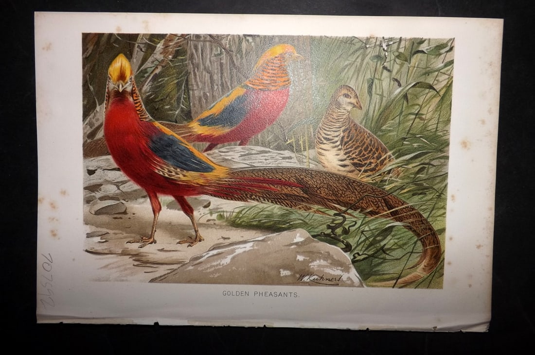 Lydekker, Richard 1896 Bird Print. Golden Pheasants (1 of 1)
