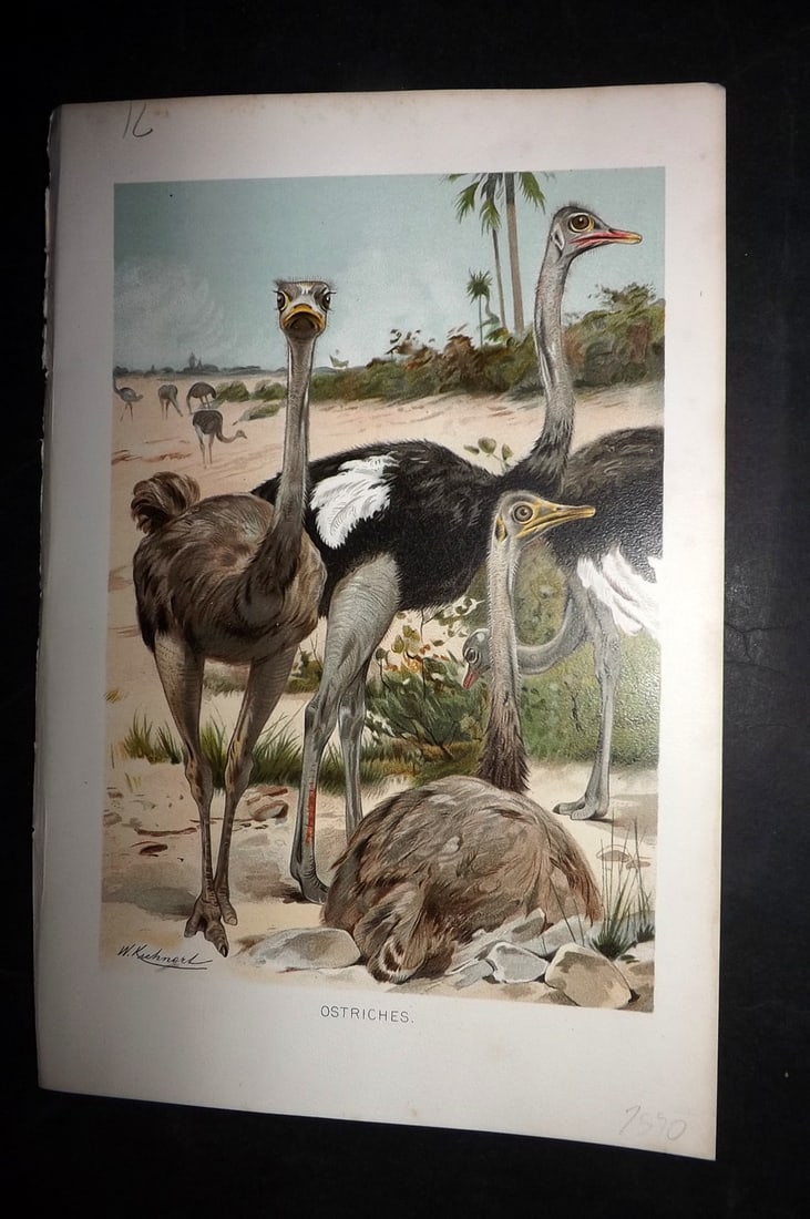 Lydekker, Richard 1896 Bird Print. Ostriches (1 of 1)