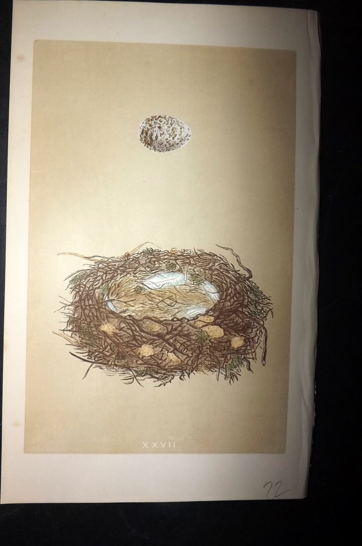 Morris, Francis 1863 Bird Nest Print. Great Shrike 27: Woodblocks Published 1863, London for "A Natural History of the Nests and Eggs of British Birds" By the Rev. Francis Orpen Morris, printed Benjamin Fawcett. With accompanying descriptive text. Paper S