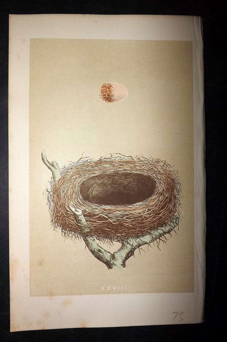 Morris, Francis 1863 Bird Nest Print. Red Backed Shrike 28: Woodblocks Published 1863, London for "A Natural History of the Nests and Eggs of British Birds" By the Rev. Francis Orpen Morris, printed Benjamin Fawcett. With accompanying descriptive text. Paper S
