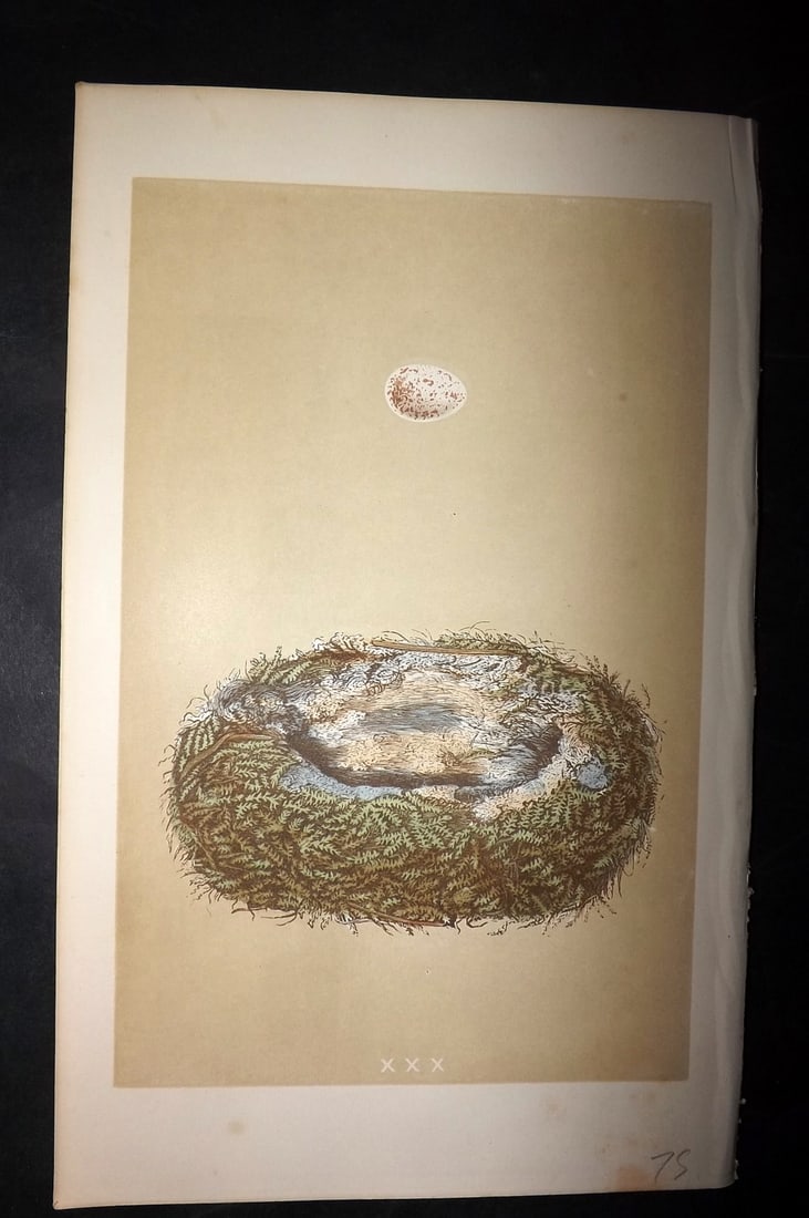 Morris, Francis 1863 Bird Nest Print. Great Tit 30: Woodblocks Published 1863, London for "A Natural History of the Nests and Eggs of British Birds" By the Rev. Francis Orpen Morris, printed Benjamin Fawcett. With accompanying descriptive text. Paper S