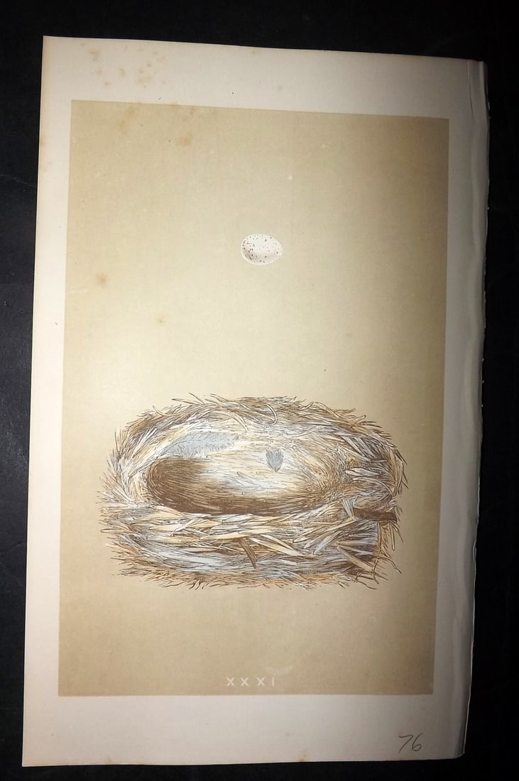 Morris, Francis 1863 Bird Nest Print. Cole Tit 31 (1 of 1)