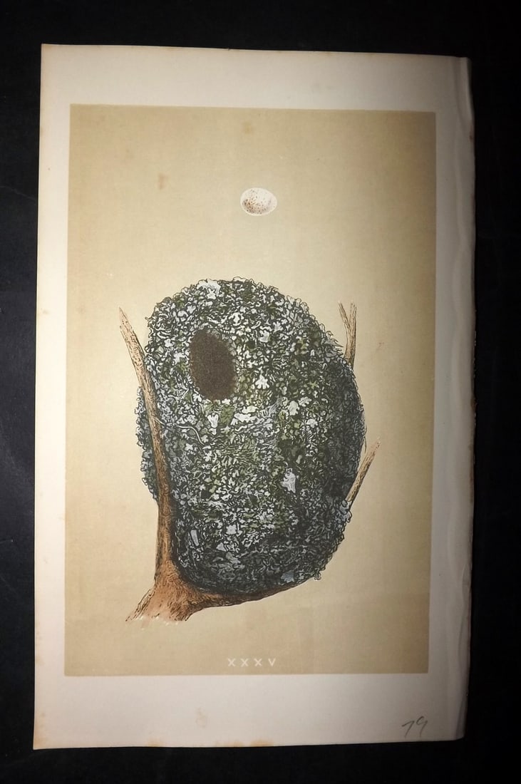 Morris, Francis 1863 Bird Nest Print. Long Tailed Tit 35: Woodblocks Published 1863, London for "A Natural History of the Nests and Eggs of British Birds" By the Rev. Francis Orpen Morris, printed Benjamin Fawcett. With accompanying descriptive text. Paper S