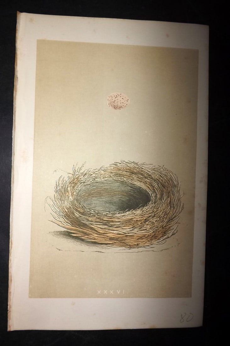 Morris, Francis 1863 Bird Nest Print. Bearded Tit 36: Woodblocks Published 1863, London for "A Natural History of the Nests and Eggs of British Birds" By the Rev. Francis Orpen Morris, printed Benjamin Fawcett. With accompanying descriptive text. Paper S