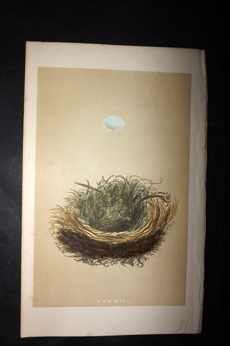Morris, Francis 1863 Bird Nest Print. Pied Flycatcher 37: Woodblocks Published 1863, London for "A Natural History of the Nests and Eggs of British Birds" By the Rev. Francis Orpen Morris, printed Benjamin Fawcett. With accompanying descriptive text. Paper S