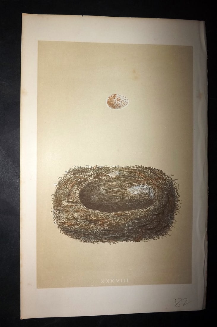 Morris, Francis 1863 Bird Nest Print. Spotted Flycatcher 38: Woodblocks Published 1863, London for "A Natural History of the Nests and Eggs of British Birds" By the Rev. Francis Orpen Morris, printed Benjamin Fawcett. With accompanying descriptive text. Paper S