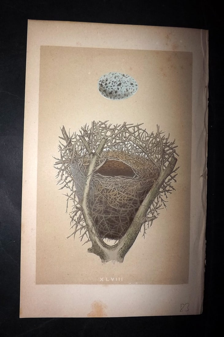 Morris, Francis 1863 Bird Nest Print. Magpie 48: Woodblocks Published 1863, London for "A Natural History of the Nests and Eggs of British Birds" By the Rev. Francis Orpen Morris, printed Benjamin Fawcett. With accompanying descriptive text. Paper S