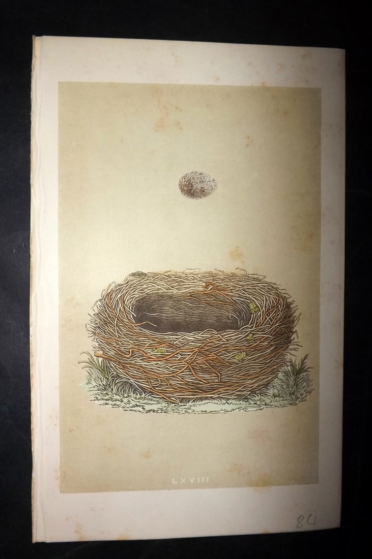 Morris, Francis 1863 Bird Nest Print. Red Throated Pipit 59: Woodblocks Published 1863, London for "A Natural History of the Nests and Eggs of British Birds" By the Rev. Francis Orpen Morris, printed Benjamin Fawcett. With accompanying descriptive text. Paper S