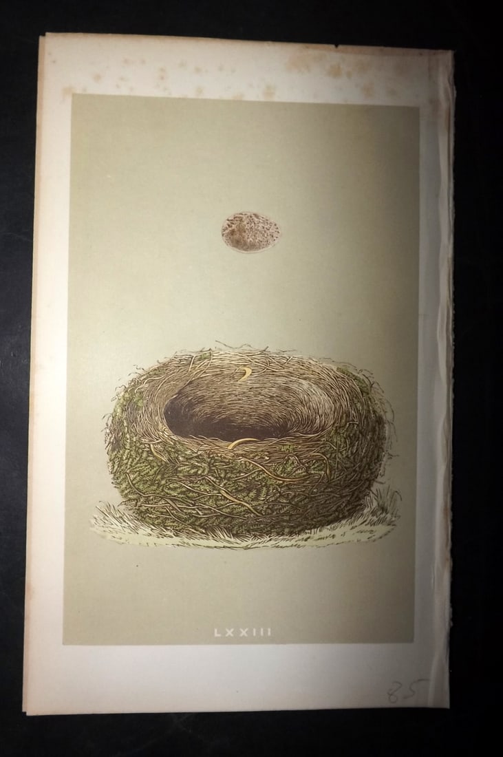 Morris, Francis 1863 Bird Nest Print. Sky Lark 74 (1 of 1)