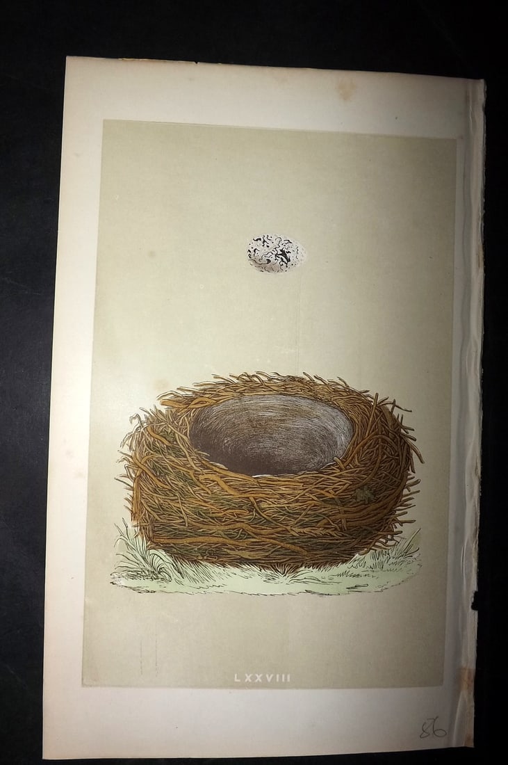 Morris, Francis 1863 Bird Nest Print. Yellow Hammer 78: Woodblocks Published 1863, London for "A Natural History of the Nests and Eggs of British Birds" By the Rev. Francis Orpen Morris, printed Benjamin Fawcett. With accompanying descriptive text. Paper S