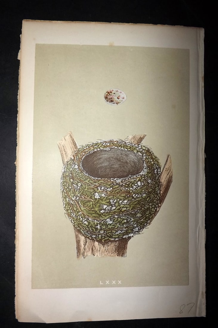 Morris, Francis 1863 Bird Nest Print. Chaffinch 80: Woodblocks Published 1863, London for "A Natural History of the Nests and Eggs of British Birds" By the Rev. Francis Orpen Morris, printed Benjamin Fawcett. With accompanying descriptive text. Paper S