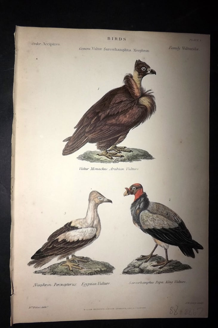 Richardson, John 1862 Hand Col Bird Print. Arabian, Egyptian & King Vulture 01: Hand Colored Steel Engraving/Etching Published 1859-62 by William Mackenzie, Edinburgh & London for "The Museum of Natural History" by John Richardson. Paper Size: 10.5 x 7 inch (27 x 18cm) Good Condi