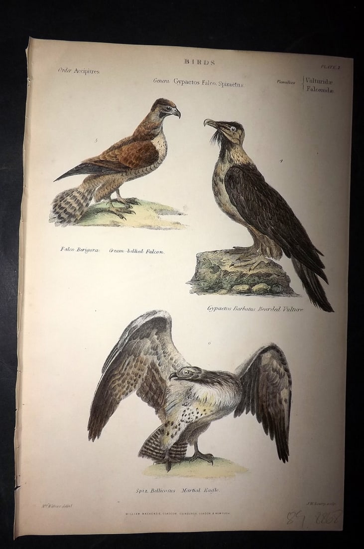 Richardson, John 1862 Hand Col Bird Print. Green Bellied Falcon, Bearded Vulture, Martial Eagle 02 (1 of 1)