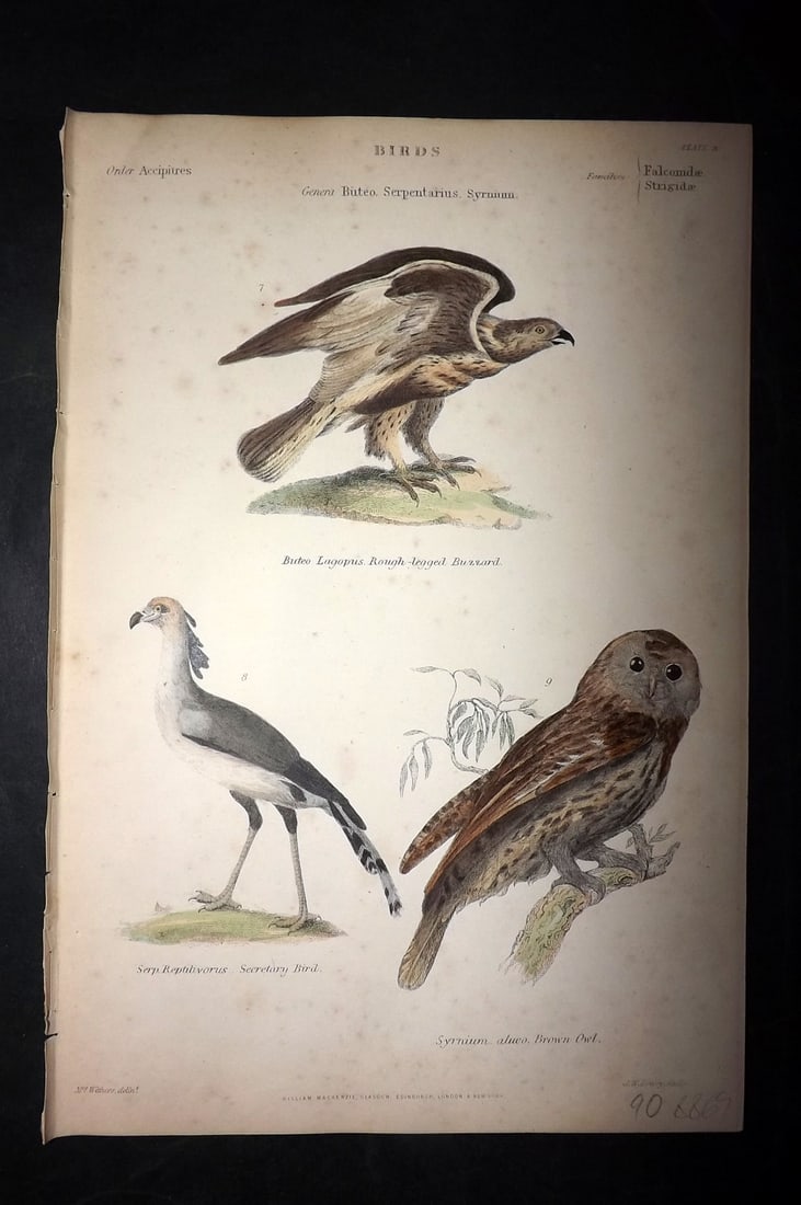 Richardson, John 1862 Hand Col Bird Print. Rough Legged Buzzard, Secretary, Brown Owl 03 (1 of 1)