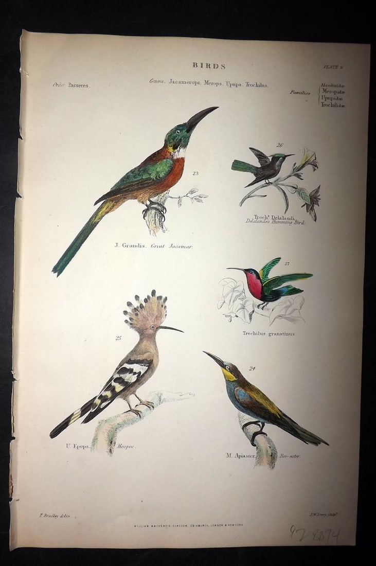 Richardson, John 1862 Hand Col Bird Print. Jacamar, Hummingbird, Hoopoe, Bea Eater 08: Hand Colored Steel Engraving/Etching Published 1859-62 by William Mackenzie, Edinburgh & London for "The Museum of Natural History" by John Richardson. Paper Size: 10.5 x 7 inch (27 x 18cm) Good Condi