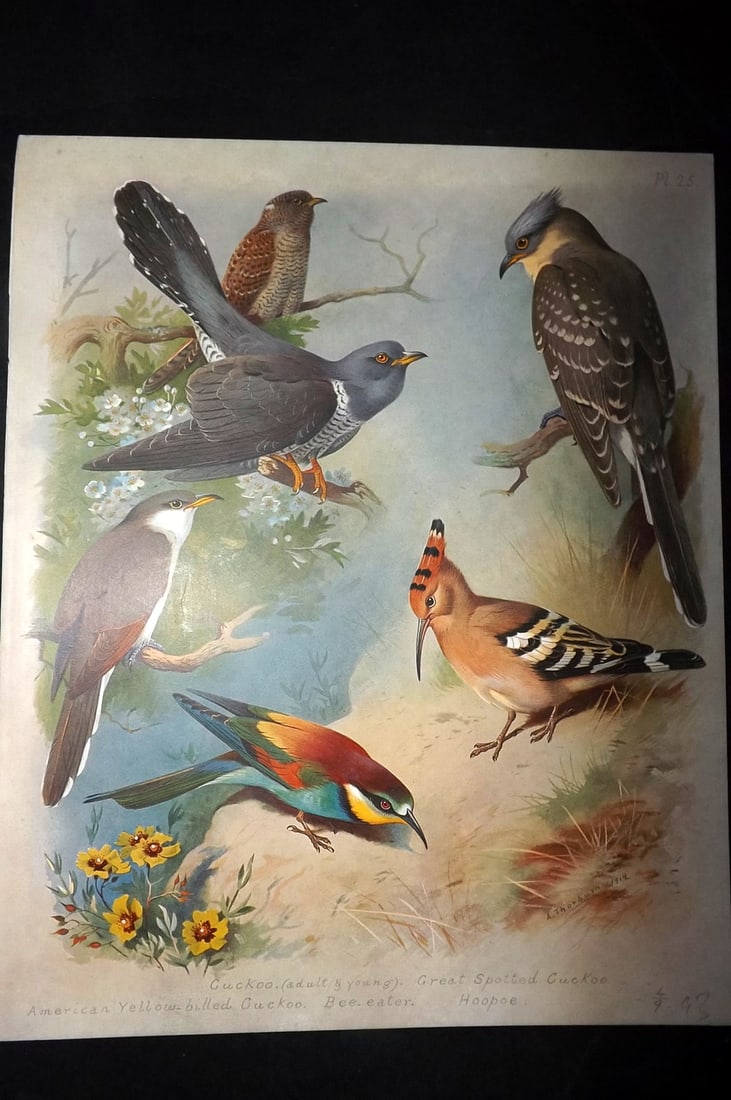Thorburn, Archibald 1915 Rare Folio Bird Print. Cuckoo, Bee-Eater, Hoopoe: Folio Chromolithograph Published 1915-18, London for "British Birds" by Archibald Thorburn. On Heavy Stock Paper. Rare. This Edition Limited to 500 Copies. Paper Size: 12.5 x 10 inch (32 x 25cm) Good 