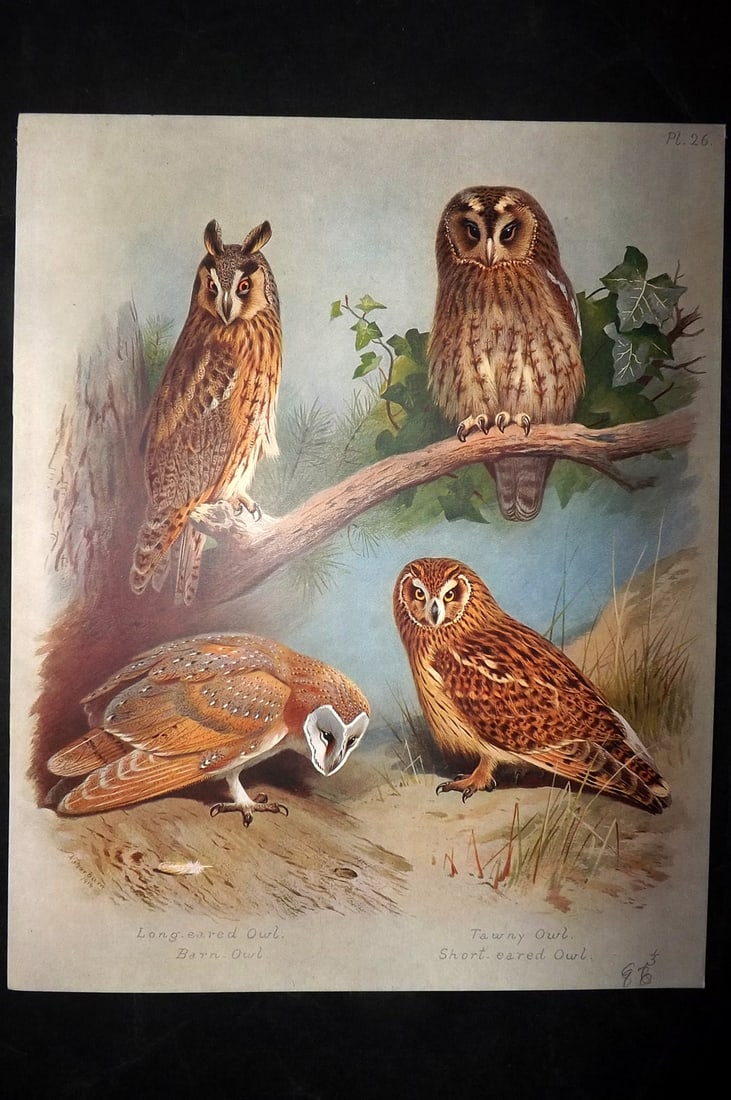 Thorburn, Archibald 1915 Rare Folio Bird Print. Long Eared, Tawny, Barn & Short Eared Owls: Folio Chromolithograph Published 1915-18, London for "British Birds" by Archibald Thorburn. On Heavy Stock Paper. Rare. This Edition Limited to 500 Copies. Paper Size: 12.5 x 10 inch (32 x 25cm) Good 