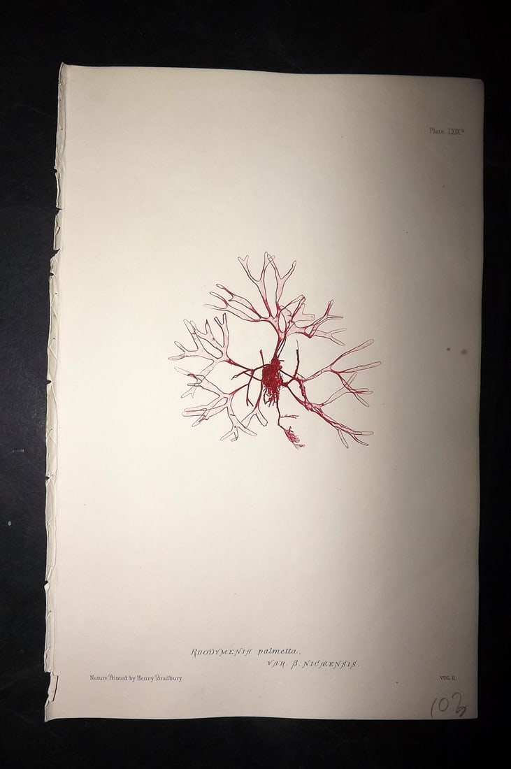 Bradbury, Henry 1859 Nature Printed Seaweed Print. Rhodymenia Palmetta: Nature Printed Electrotype Published 1859 by Henry Bradbury, London for "The Nature-Printed British Sea-Weeds" by William Grosart Johnstone and Alexander Croall. Paper Size: 9.5 x 6 inch (24 x 15cm) I