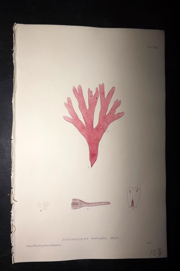 Bradbury, Henry 1859 Nature Printed Seaweed Print. Stenogramme Interrupta: Nature Printed Electrotype Published 1859 by Henry Bradbury, London for "The Nature-Printed British Sea-Weeds" by William Grosart Johnstone and Alexander Croall. Paper Size: 9.5 x 6 inch (24 x 15cm) I