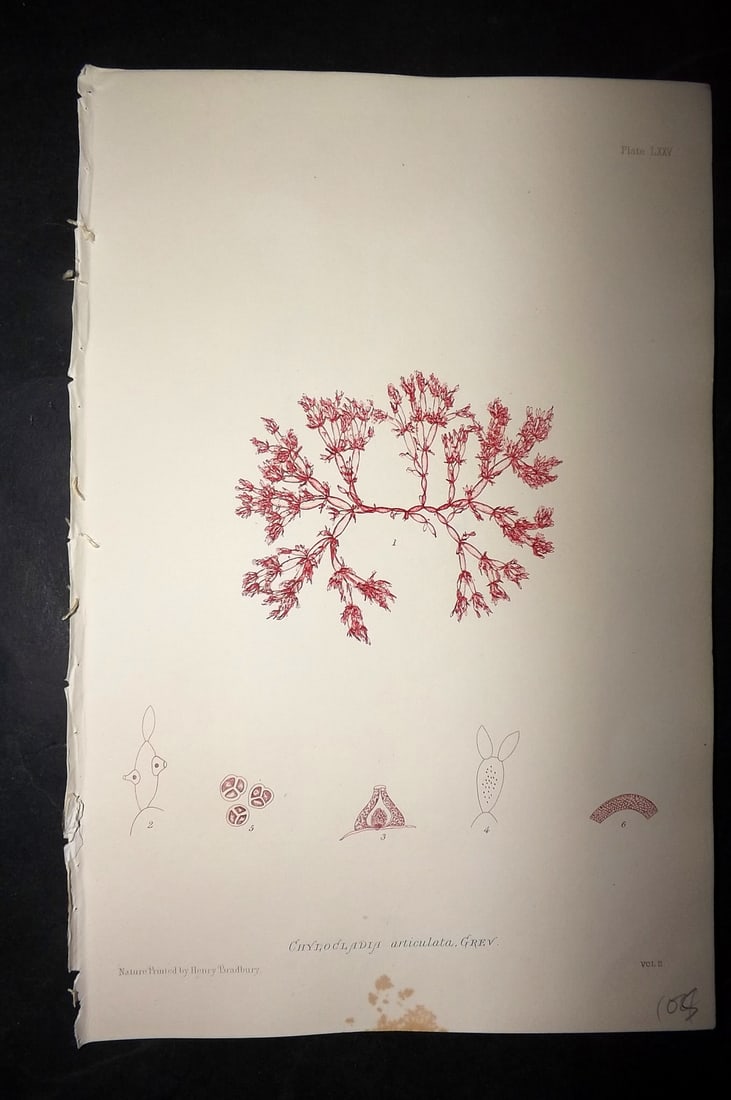 Bradbury, Henry 1859 Nature Printed Seaweed Print. Chylocladia Articulata: Nature Printed Electrotype Published 1859 by Henry Bradbury, London for "The Nature-Printed British Sea-Weeds" by William Grosart Johnstone and Alexander Croall. Paper Size: 9.5 x 6 inch (24 x 15cm) I