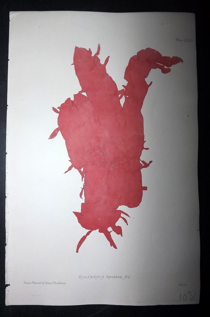 Bradbury, Henry 1859 Nature Printed Seaweed Print. Halymenia Ligulata.: Nature Printed Electrotype Published 1859 by Henry Bradbury, London for "The Nature-Printed British Sea-Weeds" by William Grosart Johnstone and Alexander Croall. Paper Size: 9.5 x 6 inch (24 x 15cm) I