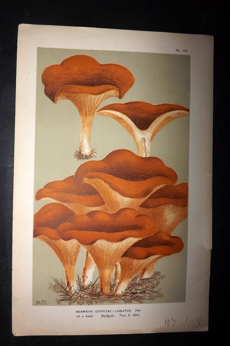 Cooke, Mordecai 1881 Antique Mushroom Print. Agaricus Lobatus 137: Chromolithograph Published 1881-1891, London for "Illustrations to British Fungi" by Mordecai Cubitt Cooke. Paper Size: 9 x 6 inch (23 x 15cm) Good Condition